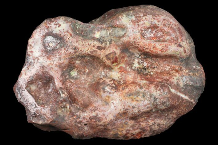 Metoposaur (Koskinonodon) Skull Scute - Arizona #133319